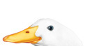 Aflac Duck