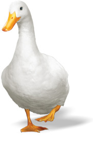 Aflac Duck