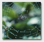 Spider web