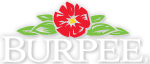 Burpee